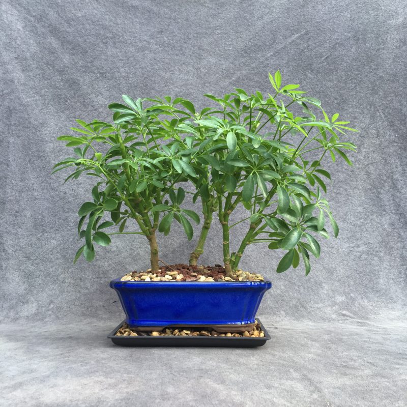 Schefflera bonsai forest