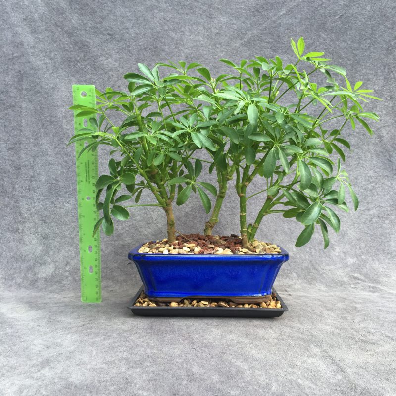 Stunning Schefflera Bonsai Forest In 8" Ceramic Bonsai Pot - Image 2