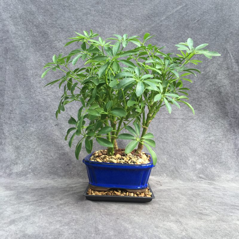 Stunning Schefflera Bonsai Forest In 8" Ceramic Bonsai Pot - Image 7