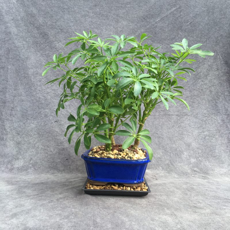 Stunning Schefflera Bonsai Forest In 8" Ceramic Bonsai Pot - Image 6