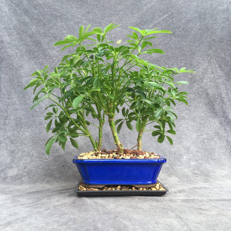 Stunning Schefflera Bonsai Forest In 8" Ceramic Bonsai Pot - Image 4