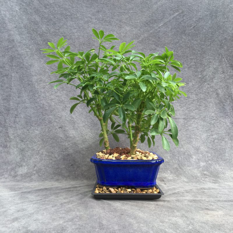 Stunning Schefflera Bonsai Forest In 8" Ceramic Bonsai Pot - Image 5