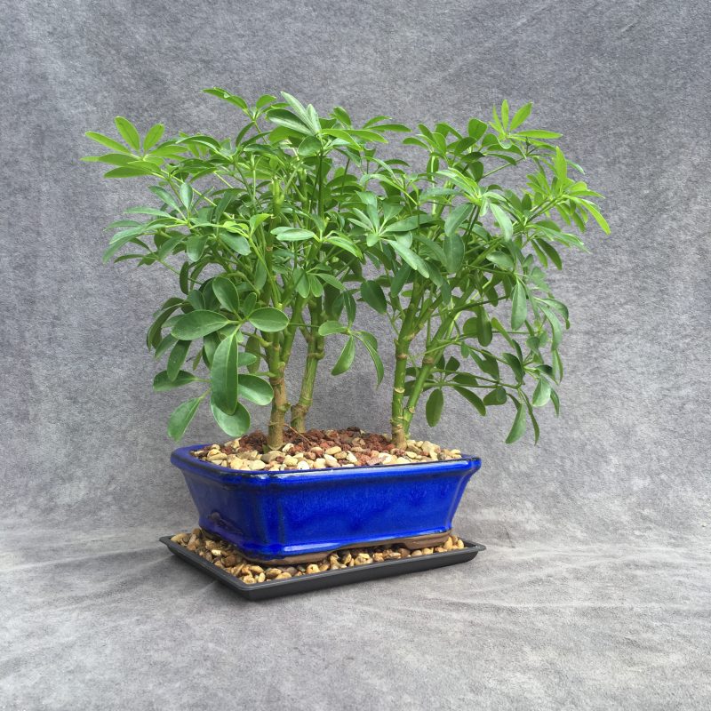 Stunning Schefflera Bonsai Forest In 8" Ceramic Bonsai Pot - Image 13