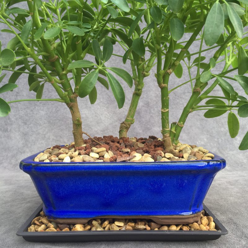 Stunning Schefflera Bonsai Forest In 8" Ceramic Bonsai Pot - Image 12