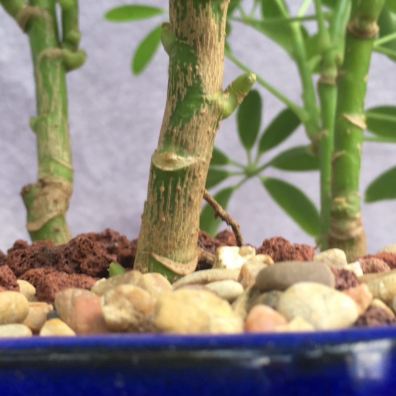 Stunning Schefflera Bonsai Forest In 8" Ceramic Bonsai Pot - Image 9