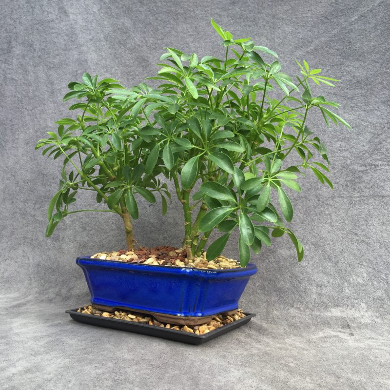 Stunning Schefflera Bonsai Forest In 8" Ceramic Bonsai Pot - Image 10