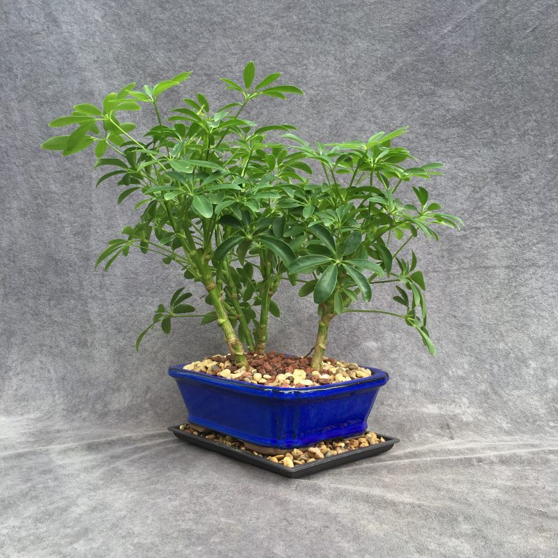 Stunning Schefflera Bonsai Forest In 8" Ceramic Bonsai Pot - Image 8