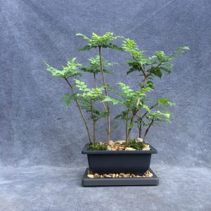 Cape Honeysuckle Bonsai Forest