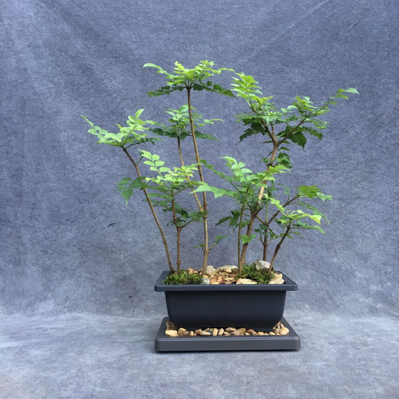 Cape Honeysuckle Bonsai Forest