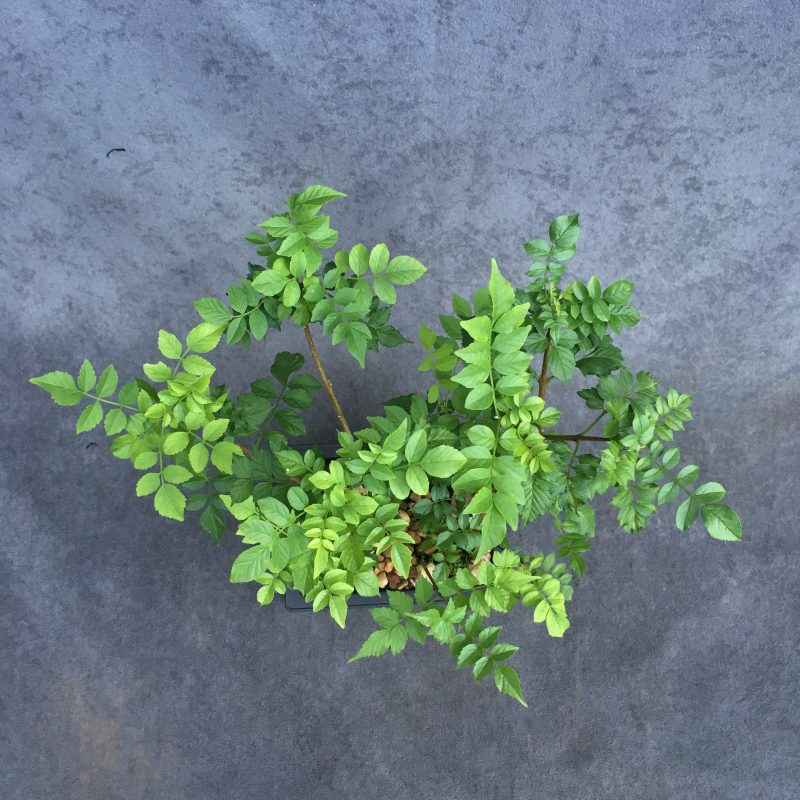 Gorgeous Cape Honeysuckle Bonsai Forest - Image 3