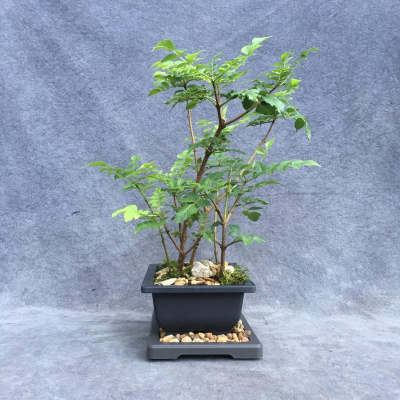 Gorgeous Cape Honeysuckle Bonsai Forest - Image 4