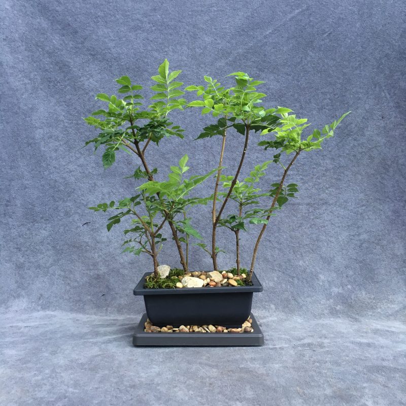 Gorgeous Cape Honeysuckle Bonsai Forest - Image 5