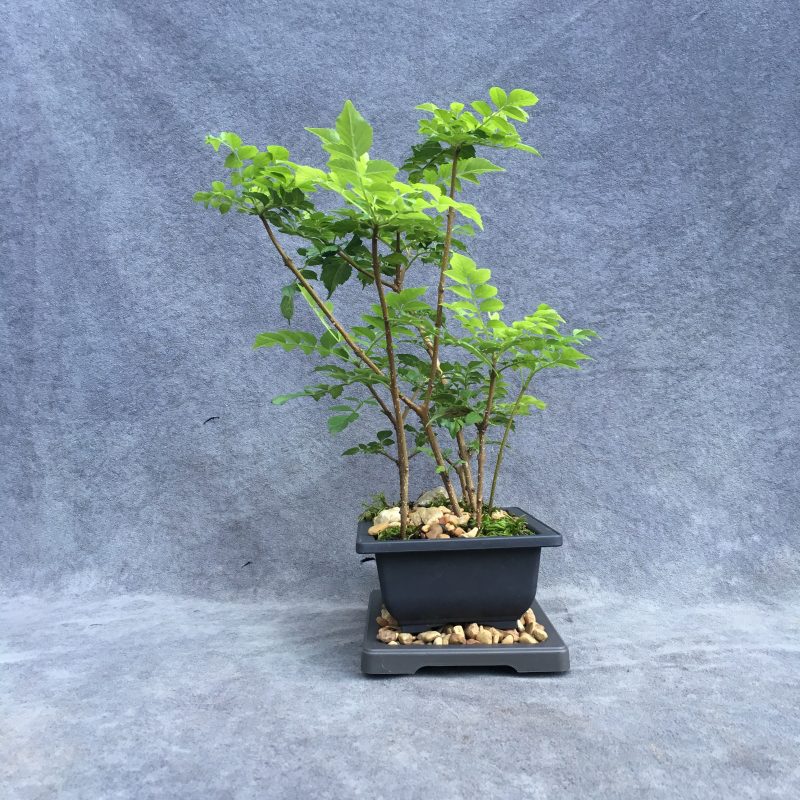 Gorgeous Cape Honeysuckle Bonsai Forest - Image 6