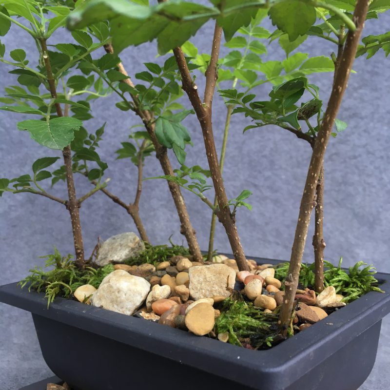 Gorgeous Cape Honeysuckle Bonsai Forest - Image 7