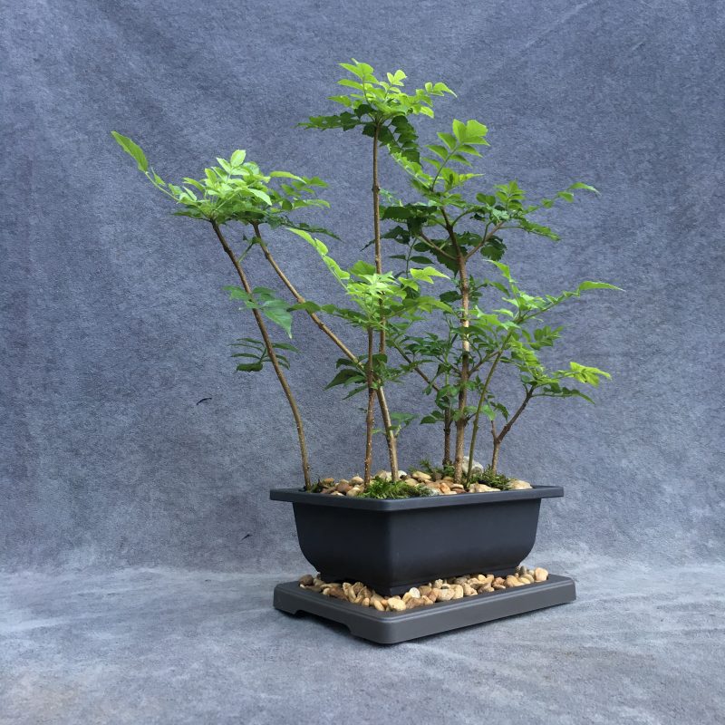 Gorgeous Cape Honeysuckle Bonsai Forest - Image 8