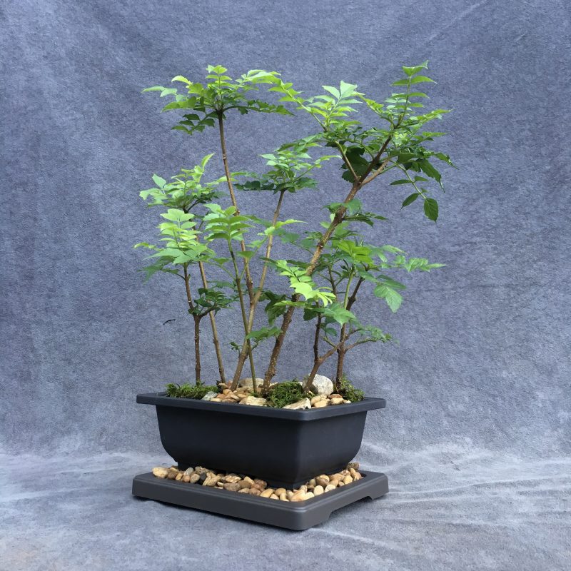 Gorgeous Cape Honeysuckle Bonsai Forest - Image 9