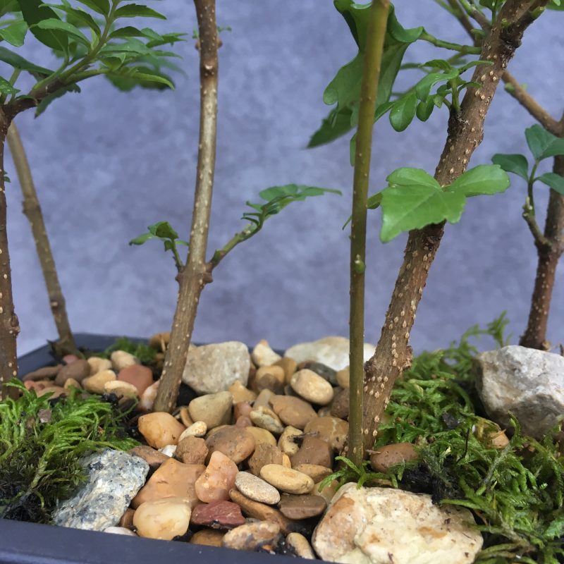 Gorgeous Cape Honeysuckle Bonsai Forest - Image 10