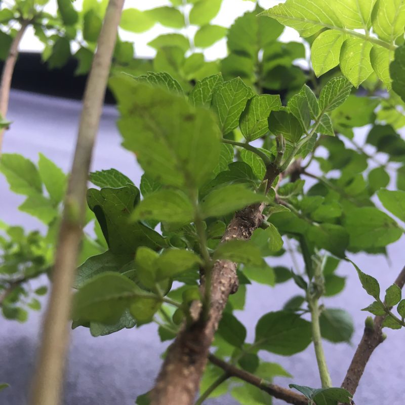 Gorgeous Cape Honeysuckle Bonsai Forest - Image 11