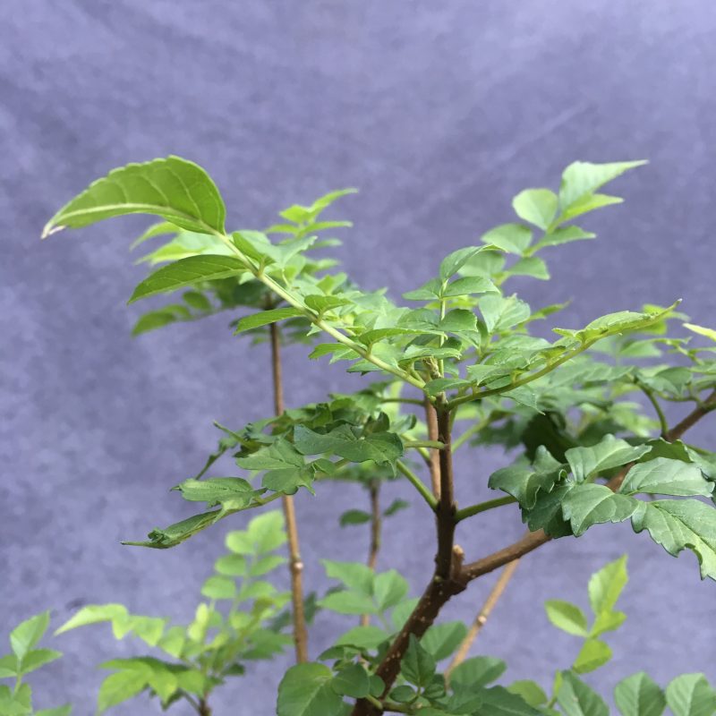 Gorgeous Cape Honeysuckle Bonsai Forest - Image 12