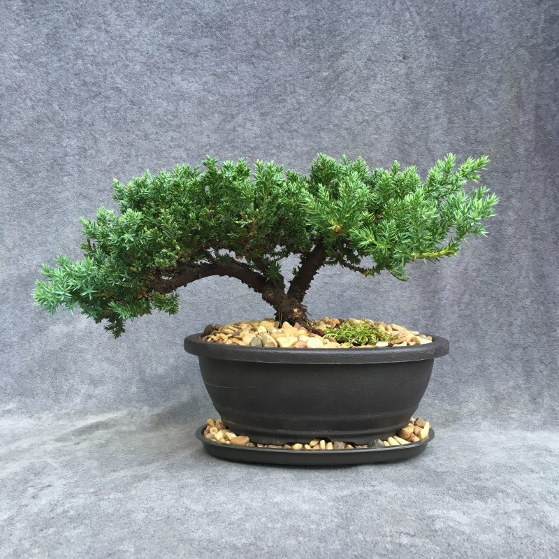 Juniper Bonsai Tree