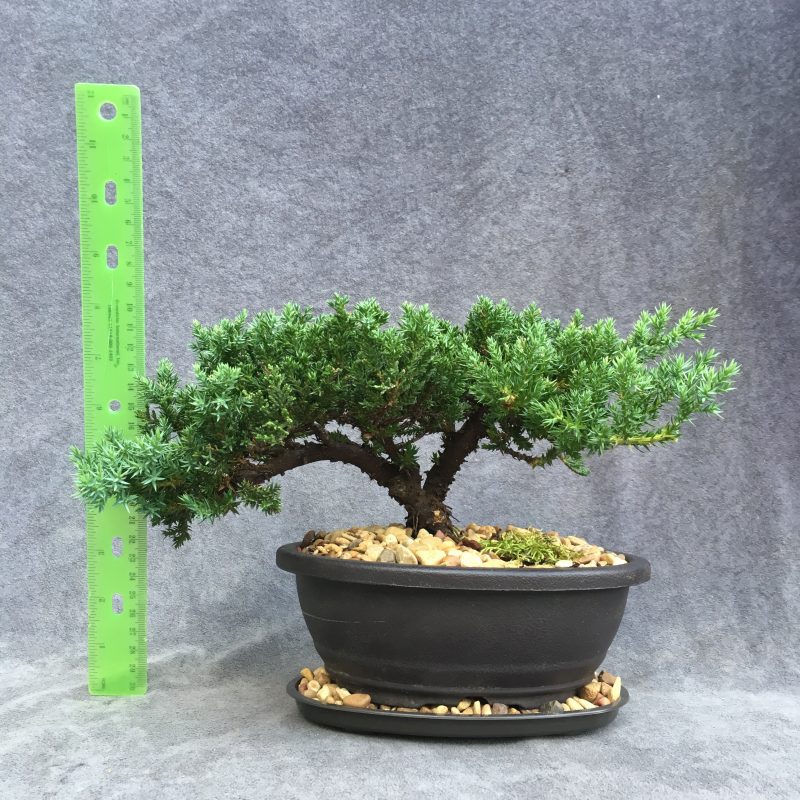 8 year old Juniper Bonsai Tree In 7" Pot - Image 2