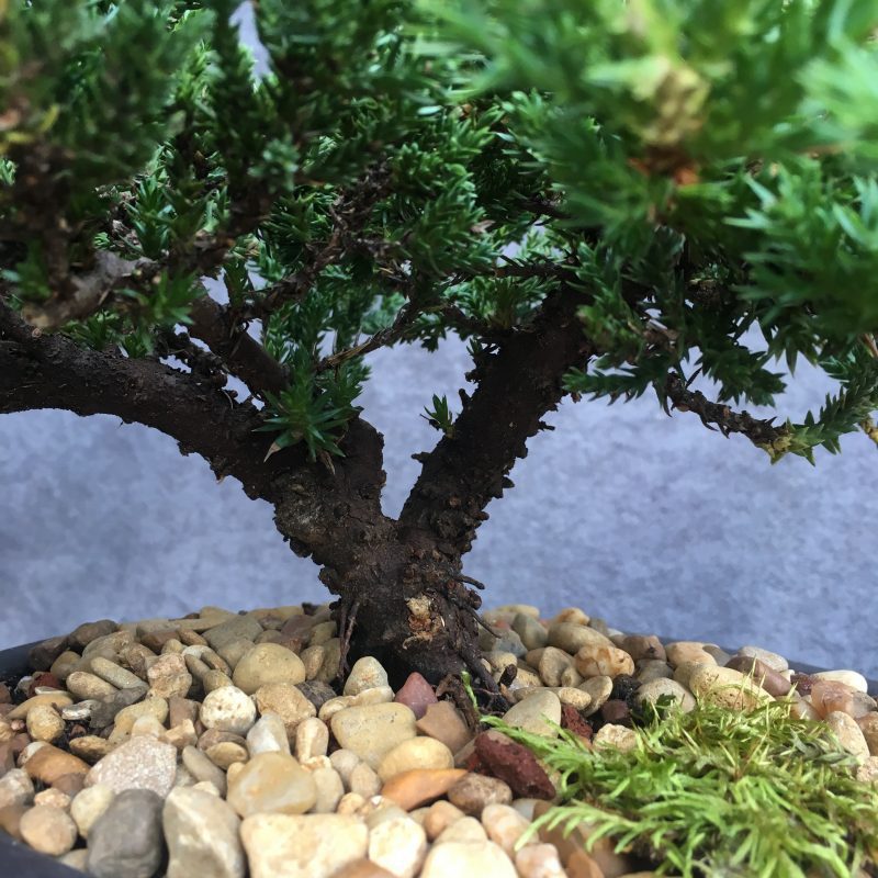 8 year old Juniper Bonsai Tree In 7" Pot - Image 4