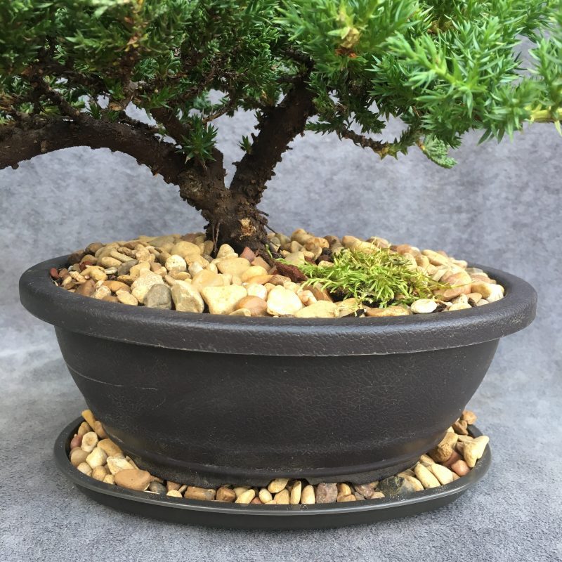 8 year old Juniper Bonsai Tree In 7" Pot - Image 5