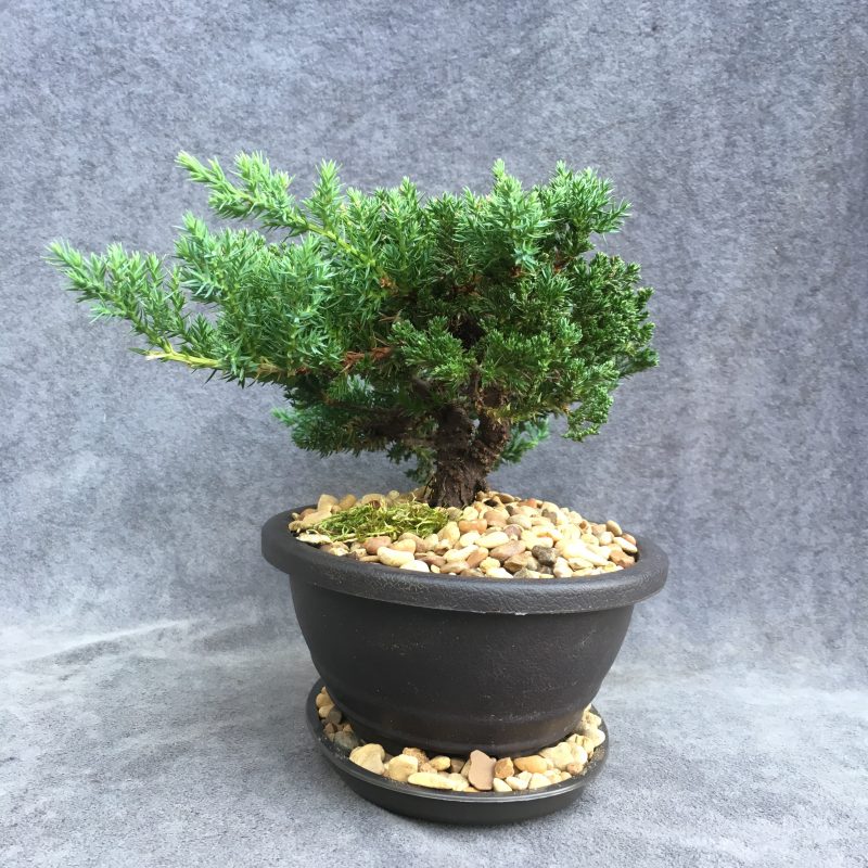 8 year old Juniper Bonsai Tree In 7" Pot - Image 6