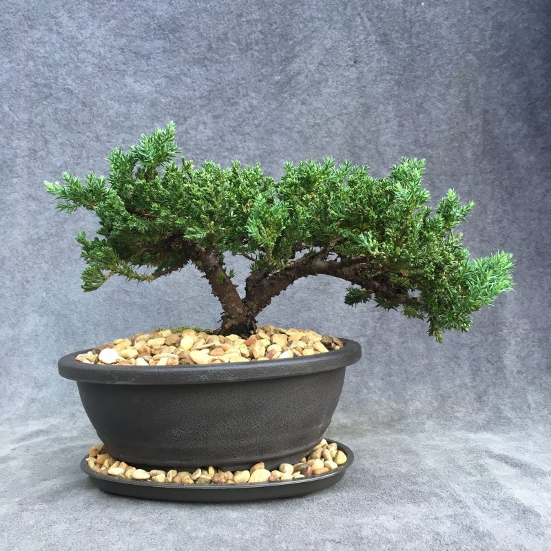 8 year old Juniper Bonsai Tree In 7" Pot - Image 7