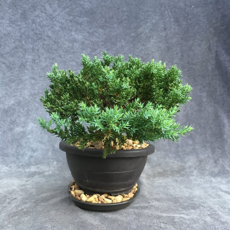 8 year old Juniper Bonsai Tree In 7" Pot - Image 8