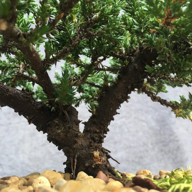 8 year old Juniper Bonsai Tree In 7" Pot - Image 9