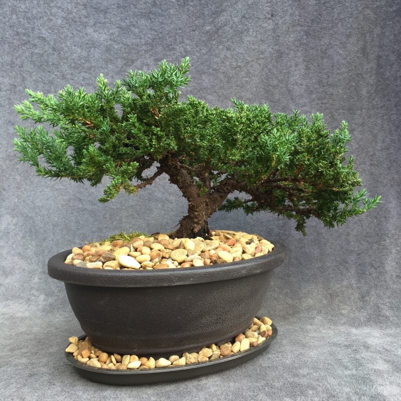 8 year old Juniper Bonsai Tree In 7" Pot - Image 10