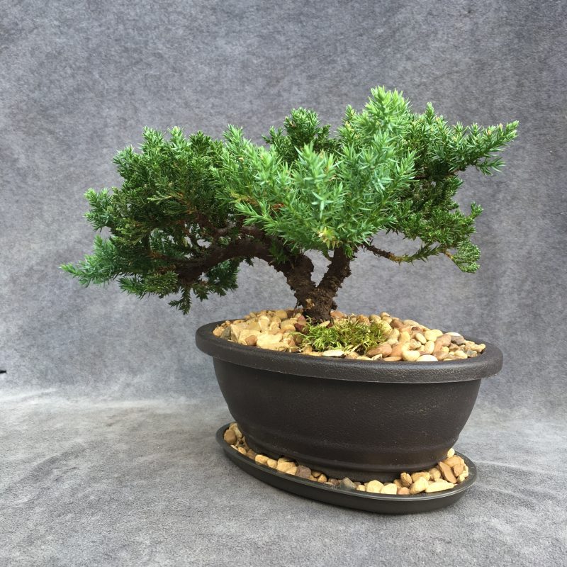 8 year old Juniper Bonsai Tree In 7" Pot - Image 11