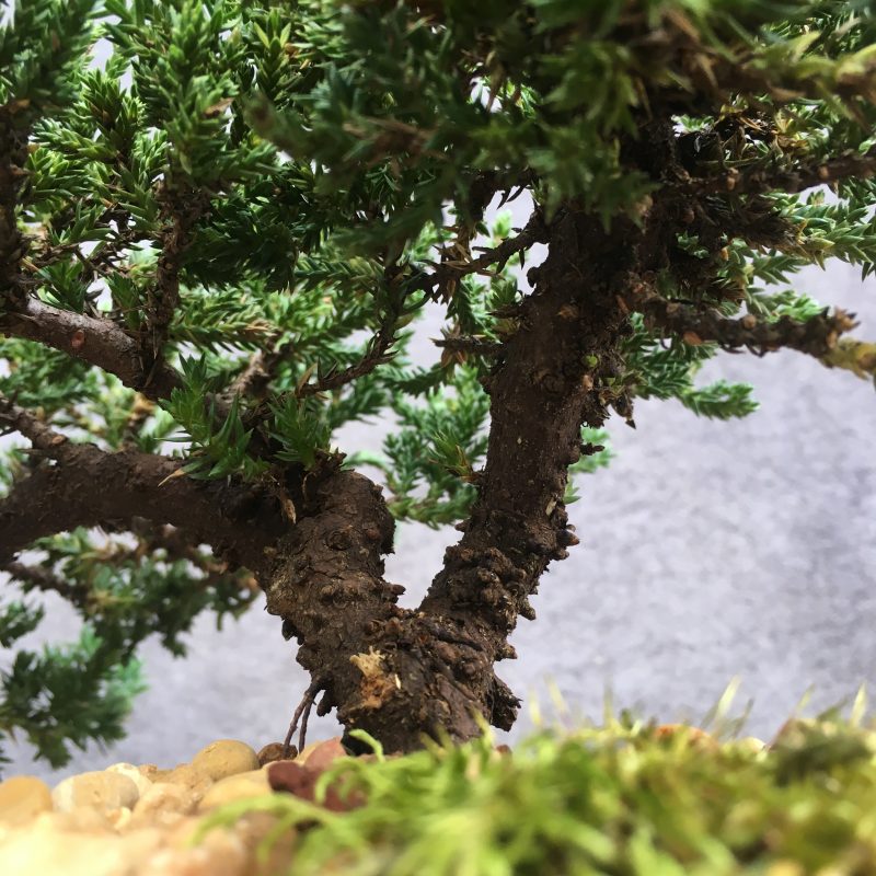 8 year old Juniper Bonsai Tree In 7" Pot - Image 12