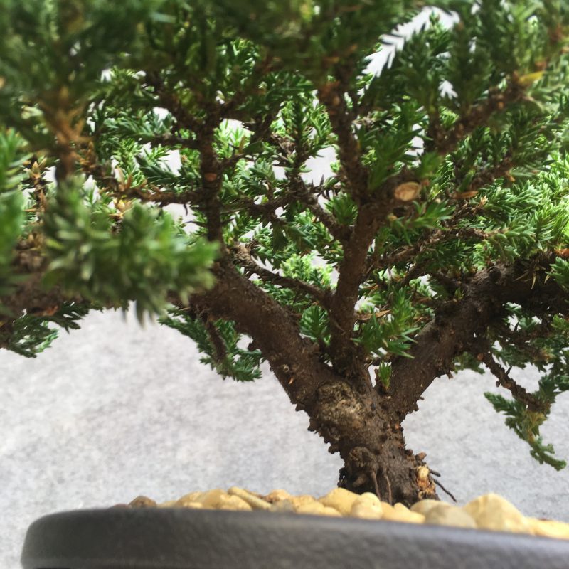 8 year old Juniper Bonsai Tree In 7" Pot - Image 13