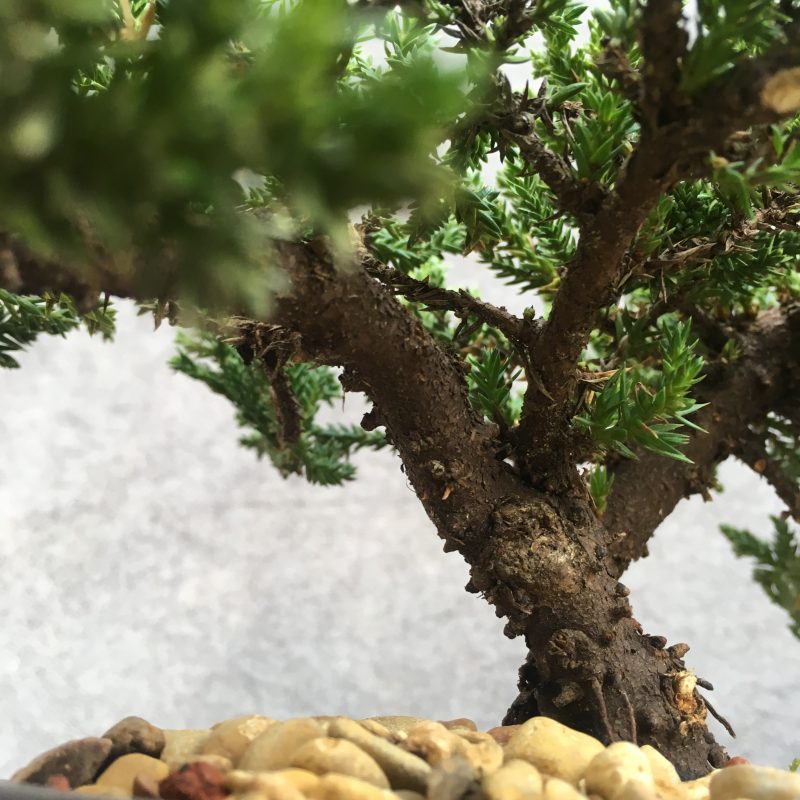 8 year old Juniper Bonsai Tree In 7" Pot - Image 14