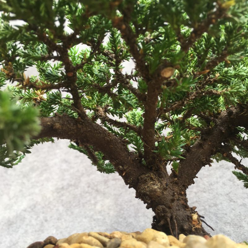 8 year old Juniper Bonsai Tree In 7" Pot - Image 15