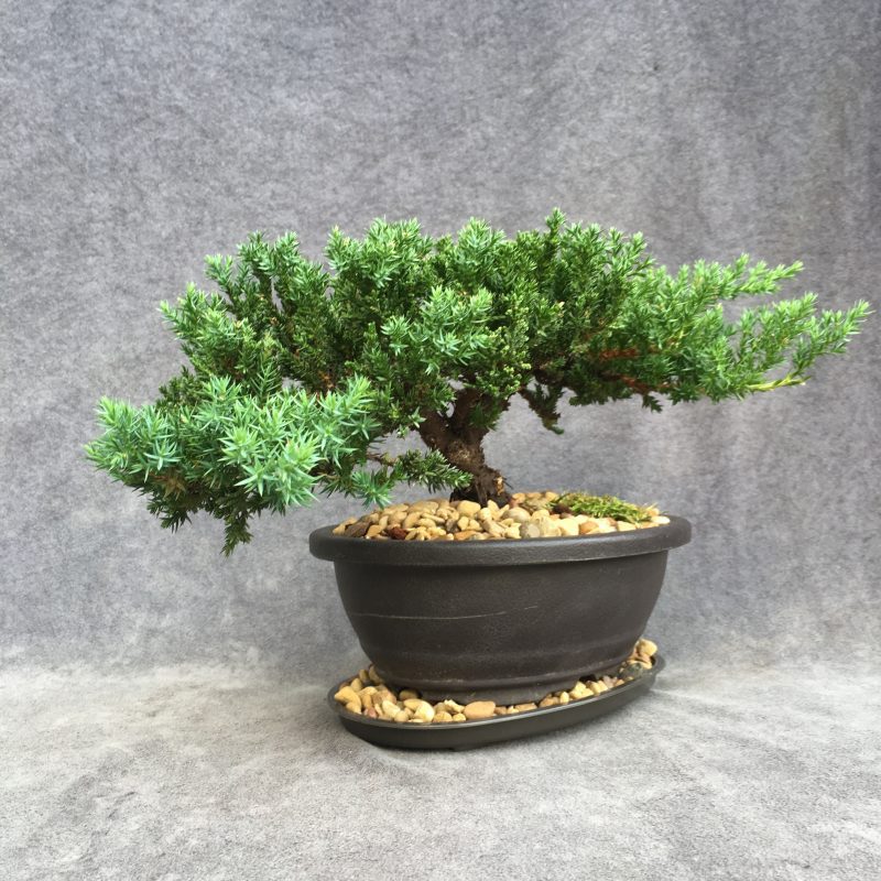 8 year old Juniper Bonsai Tree In 7" Pot - Image 16