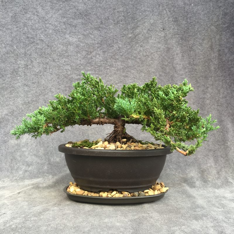 Juniper Bonsai Tree