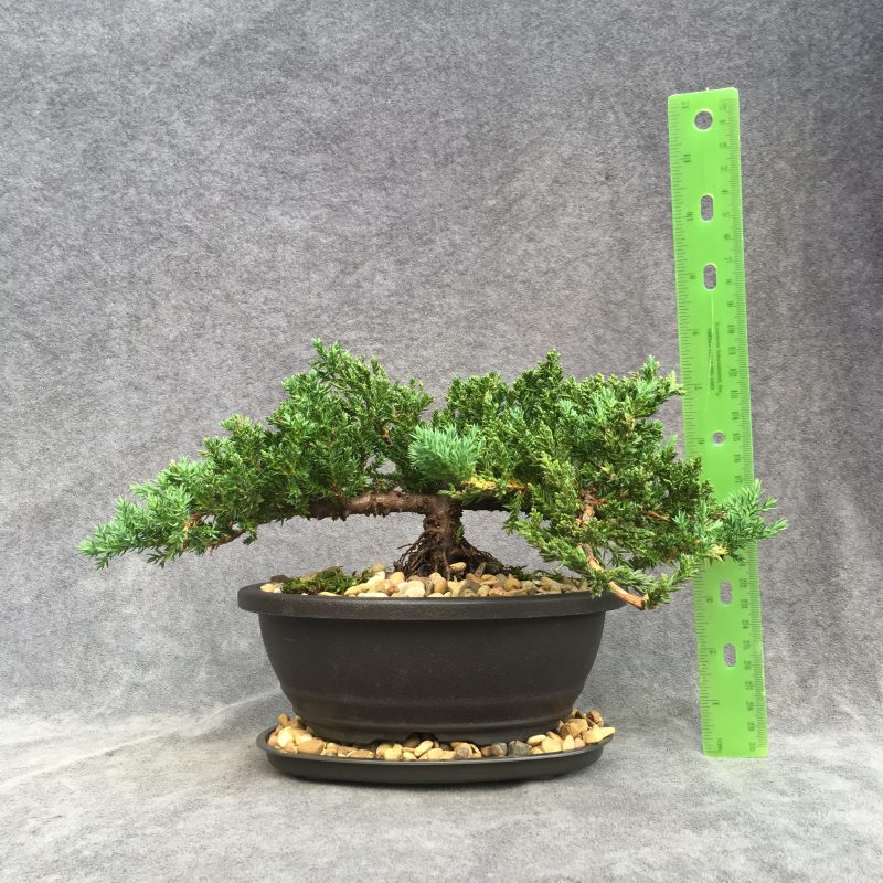 6-8 year old Juniper Bonsai Tree In 7" pot - Image 2