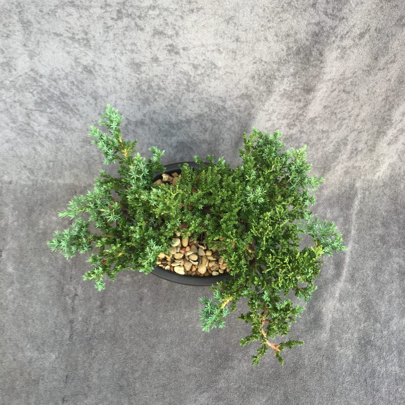 6-8 year old Juniper Bonsai Tree In 7" pot - Image 3