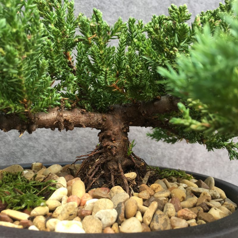 6-8 year old Juniper Bonsai Tree In 7" pot - Image 4