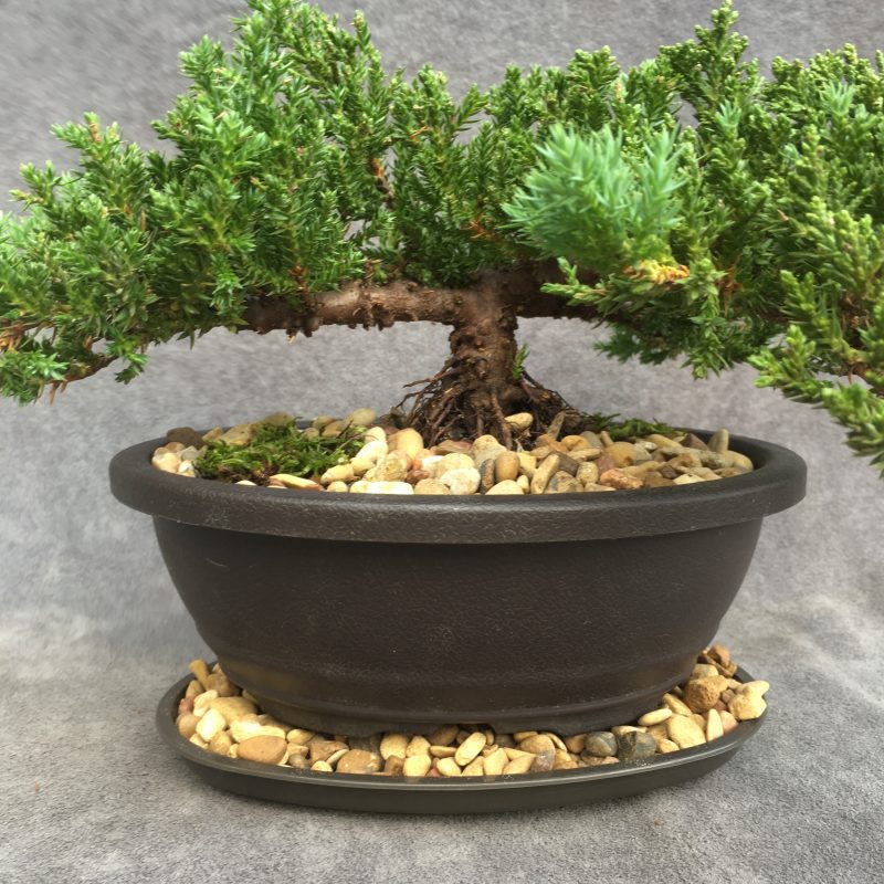 6-8 year old Juniper Bonsai Tree In 7" pot - Image 5