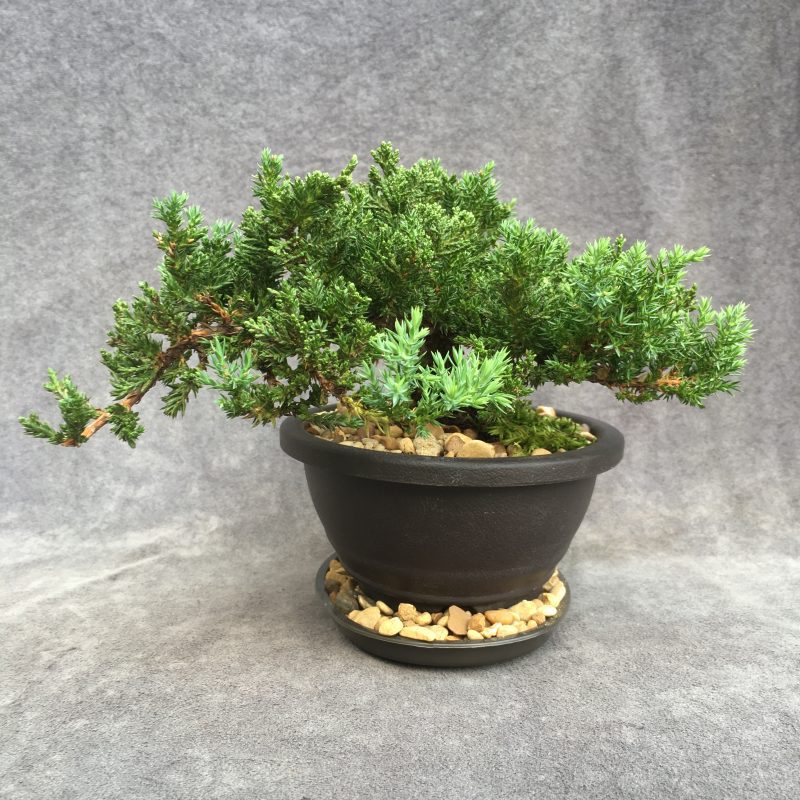 6-8 year old Juniper Bonsai Tree In 7" pot - Image 6