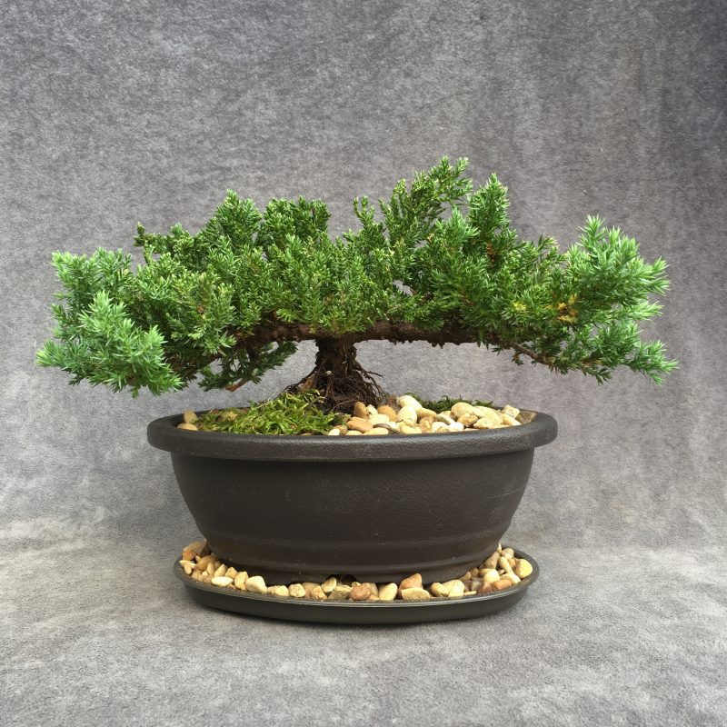 6-8 year old Juniper Bonsai Tree In 7" pot - Image 7