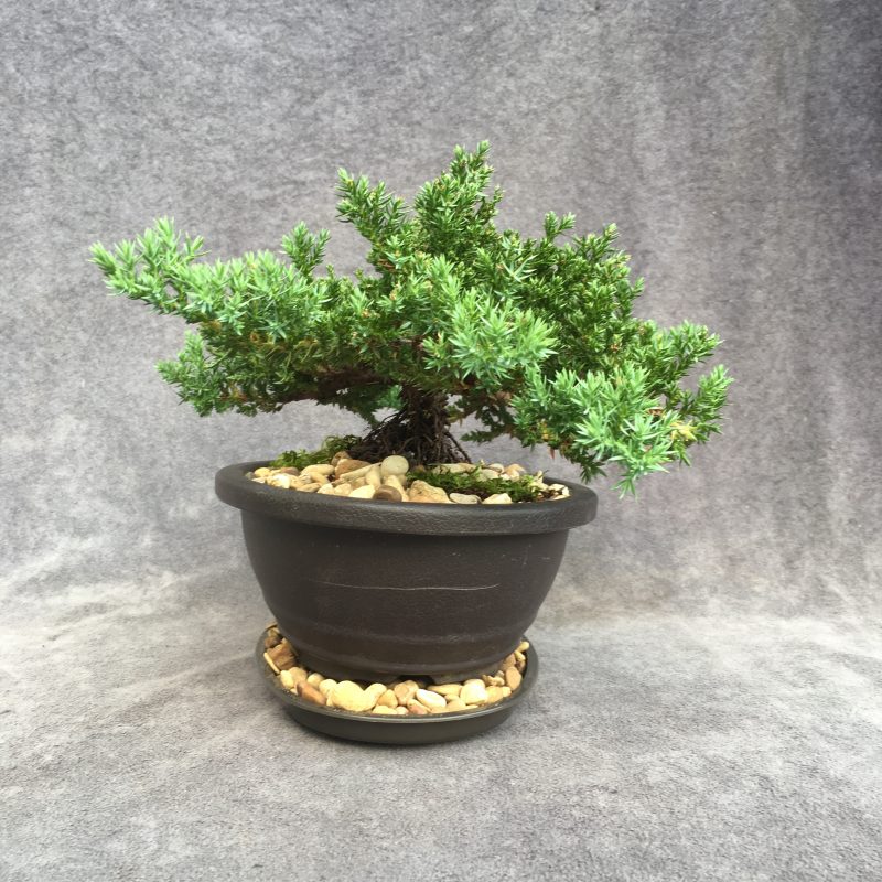 6-8 year old Juniper Bonsai Tree In 7" pot - Image 8