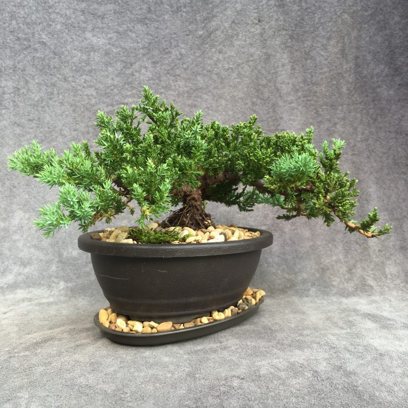 6-8 year old Juniper Bonsai Tree In 7" pot - Image 9