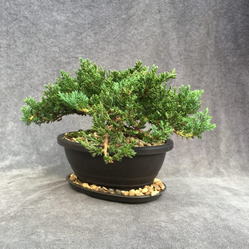 6-8 year old Juniper Bonsai Tree In 7" pot - Image 10