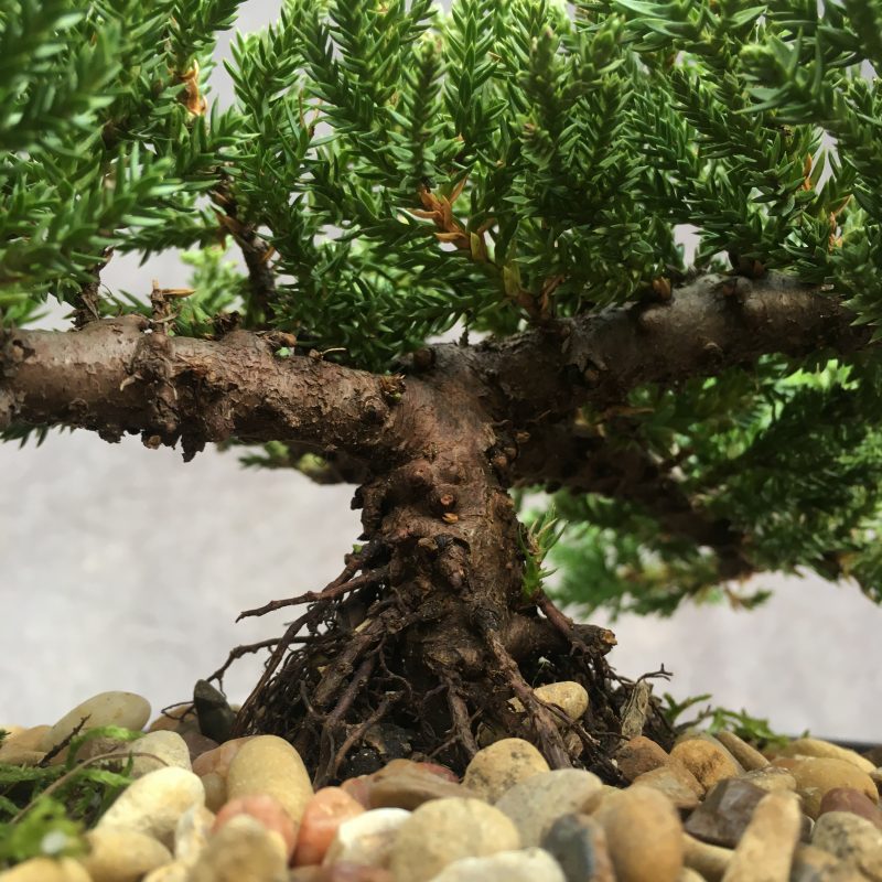 6-8 year old Juniper Bonsai Tree In 7" pot - Image 12