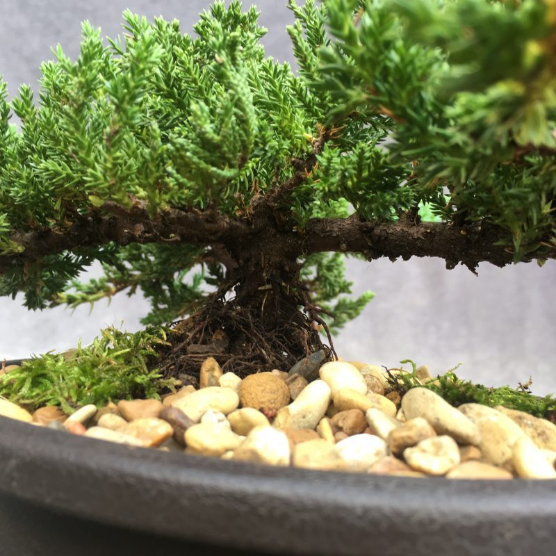 6-8 year old Juniper Bonsai Tree In 7" pot - Image 13